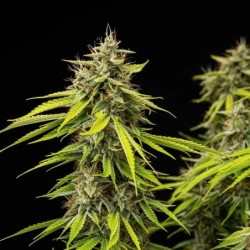 Tropicana Cookies Purple Auto semi cannabis Royal Queen Seeds