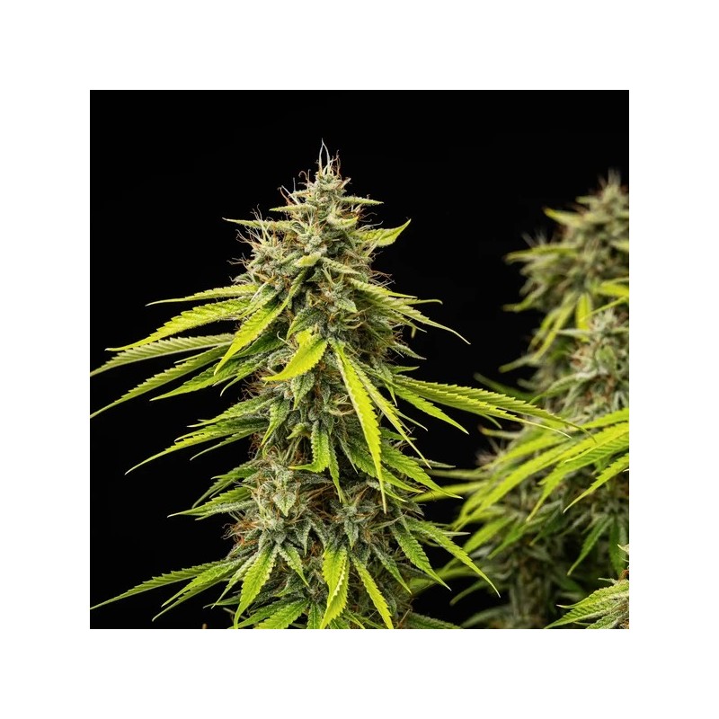 Tropicana Cookies Purple Auto semi cannabis Royal Queen Seeds
