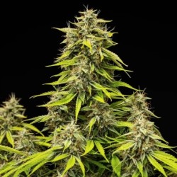 Tropicana Cookies Purple Auto semi cannabis Royal Queen Seeds
