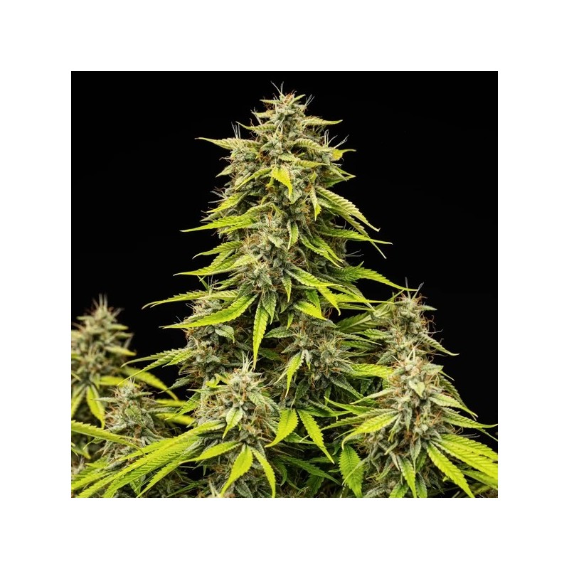 Tropicana Cookies Purple Auto semi cannabis Royal Queen Seeds