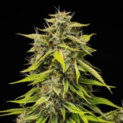 Tropicana Cookies Purple Auto semi cannabis Royal Queen Seeds
