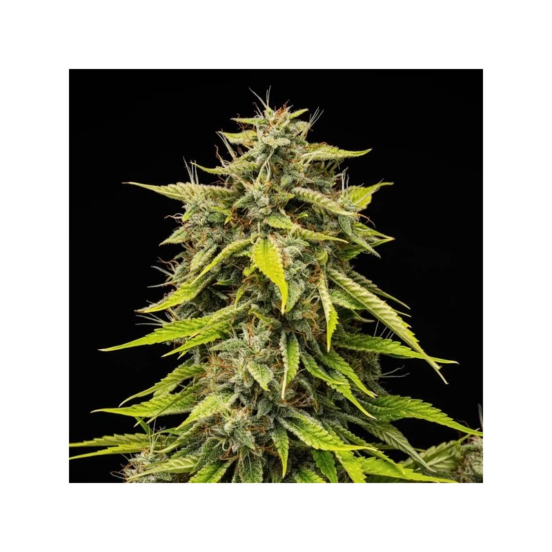 Tropicana Cookies Purple Auto semi cannabis Royal Queen Seeds
