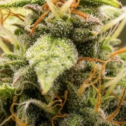 Tropicana Cookies Purple Auto semi cannabis Royal Queen Seeds