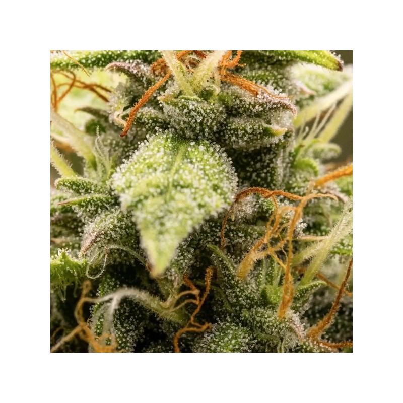 Tropicana Cookies Purple Auto semi cannabis Royal Queen Seeds