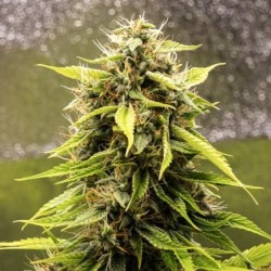Tropicana Cookies Purple Auto semi cannabis Royal Queen Seeds