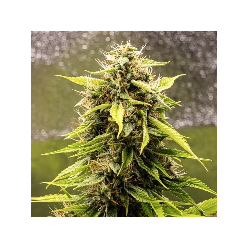 Tropicana Cookies Purple Auto semi cannabis Royal Queen Seeds