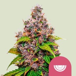 Watermelon semi cannabis Royal Queen Seeds