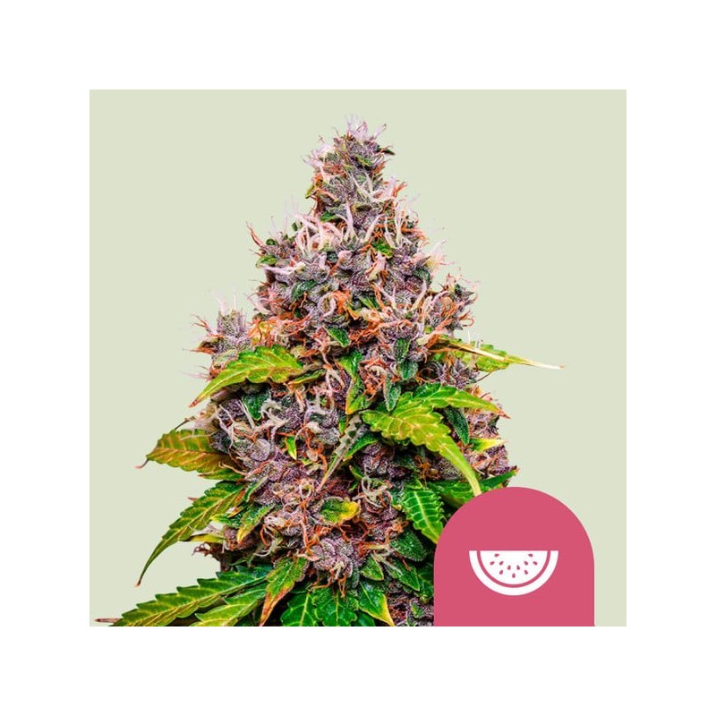 Watermelon semi cannabis Royal Queen Seeds