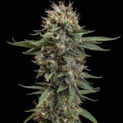 Watermelon semi cannabis Royal Queen Seeds