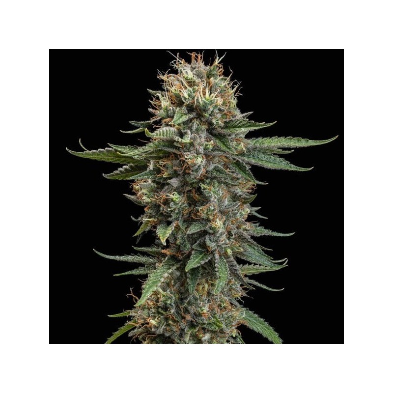 Watermelon semi cannabis Royal Queen Seeds
