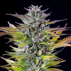 Watermelon semi cannabis Royal Queen Seeds