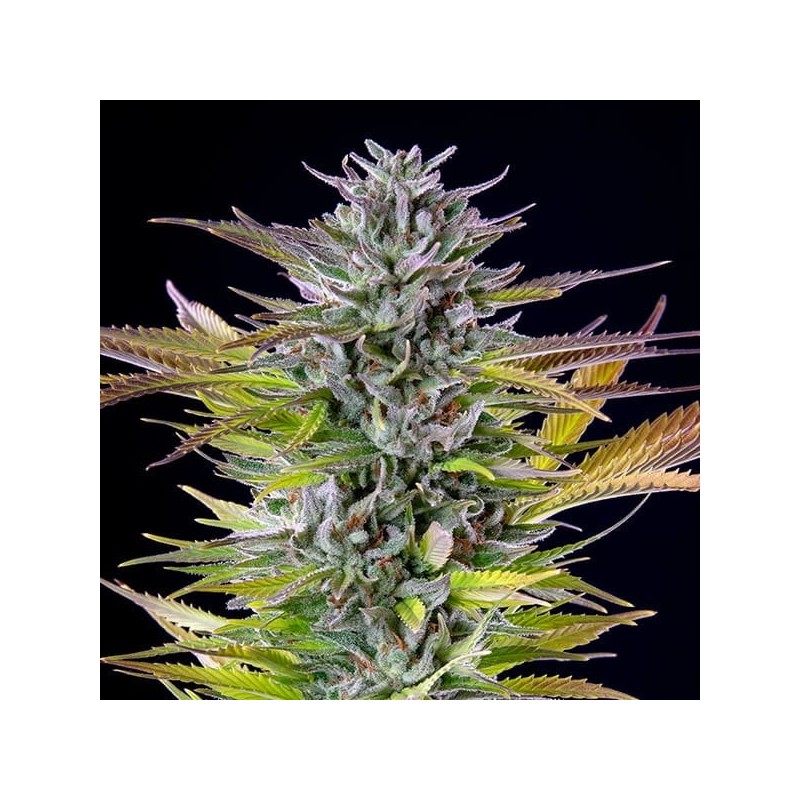 Watermelon semi cannabis Royal Queen Seeds