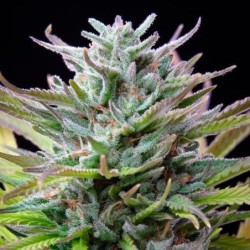 Watermelon semi cannabis Royal Queen Seeds