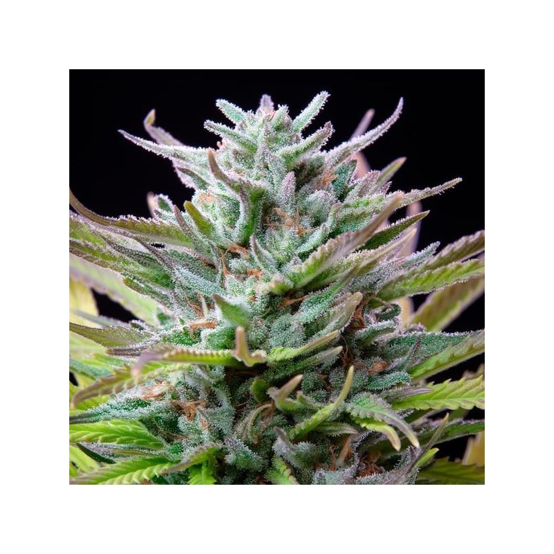 Watermelon semi cannabis Royal Queen Seeds