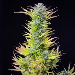 Watermelon semi cannabis Royal Queen Seeds