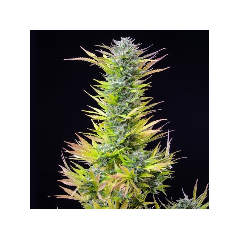 Watermelon semi cannabis Royal Queen Seeds