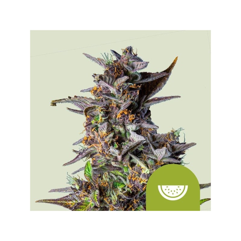 Watermelon Auto semi cannabis Royal Queen Seeds