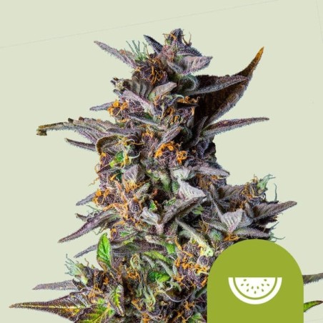 Watermelon Auto semi cannabis Royal Queen Seeds