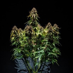 Watermelon Auto semi cannabis Royal Queen Seeds