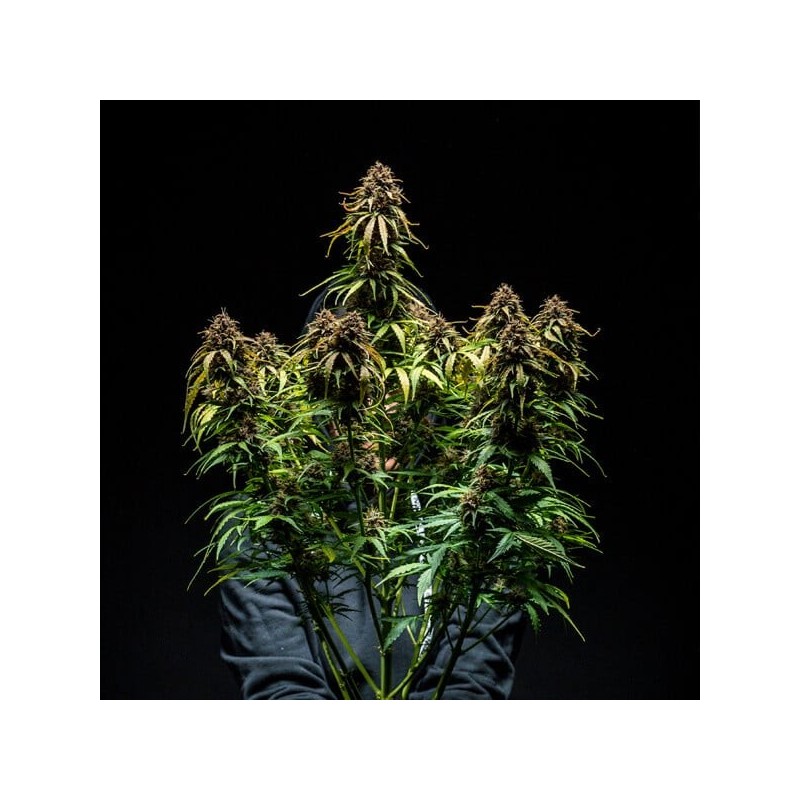 Watermelon Auto semi cannabis Royal Queen Seeds