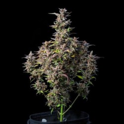 Watermelon Auto semi cannabis Royal Queen Seeds