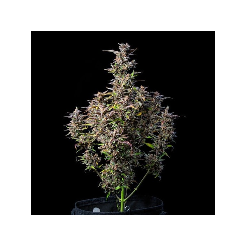 Watermelon Auto semi cannabis Royal Queen Seeds