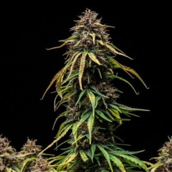 Watermelon Auto semi cannabis Royal Queen Seeds