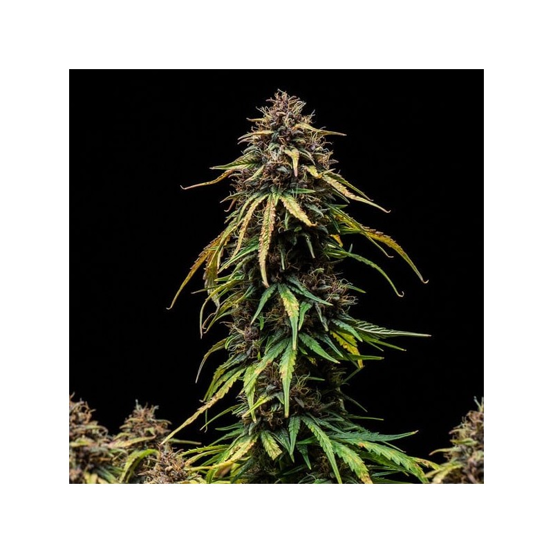 Watermelon Auto semi cannabis Royal Queen Seeds