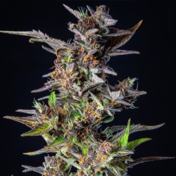 Watermelon Auto semi cannabis Royal Queen Seeds