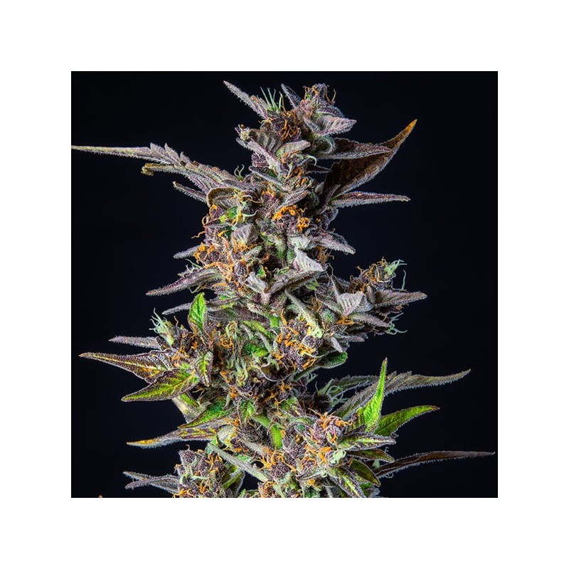 Watermelon Auto semi cannabis Royal Queen Seeds