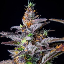 Watermelon Auto semi cannabis Royal Queen Seeds
