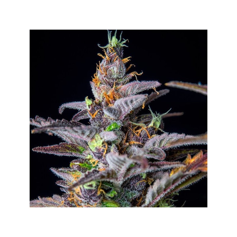 Watermelon Auto semi cannabis Royal Queen Seeds