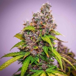 Watermelon Auto semi cannabis Royal Queen Seeds