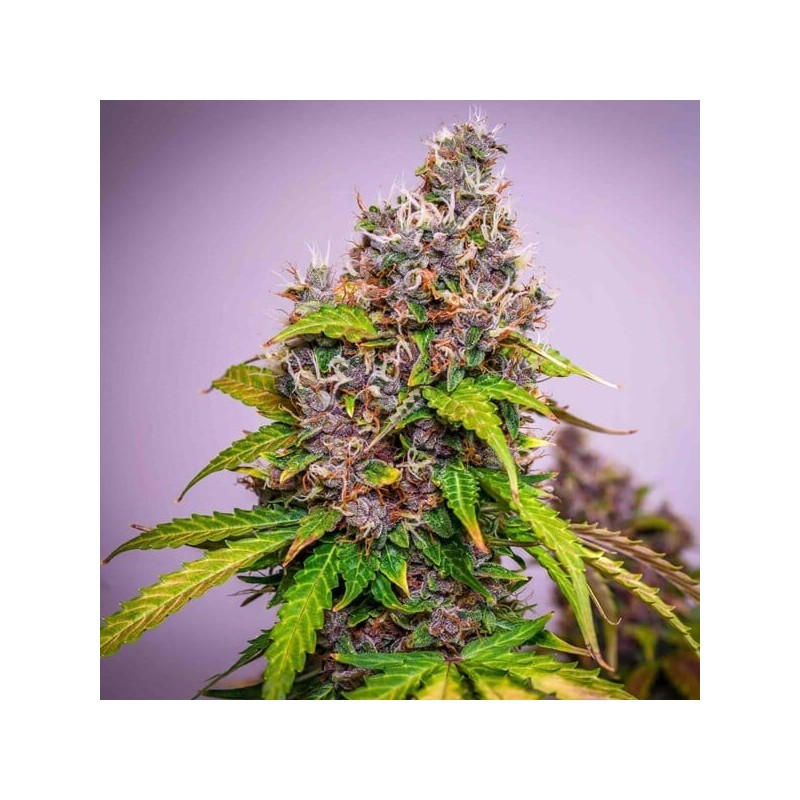 Watermelon Auto semi cannabis Royal Queen Seeds