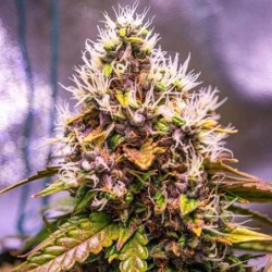 Watermelon Auto semi cannabis Royal Queen Seeds