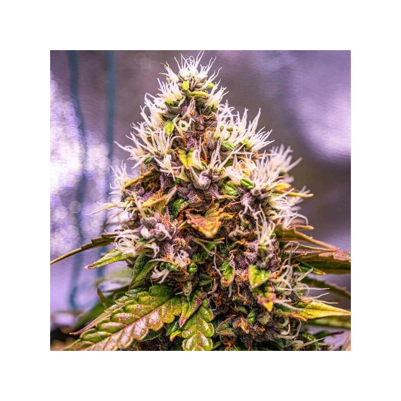 Watermelon Auto semi cannabis Royal Queen Seeds