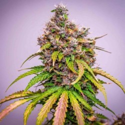 Watermelon Auto semi cannabis Royal Queen Seeds