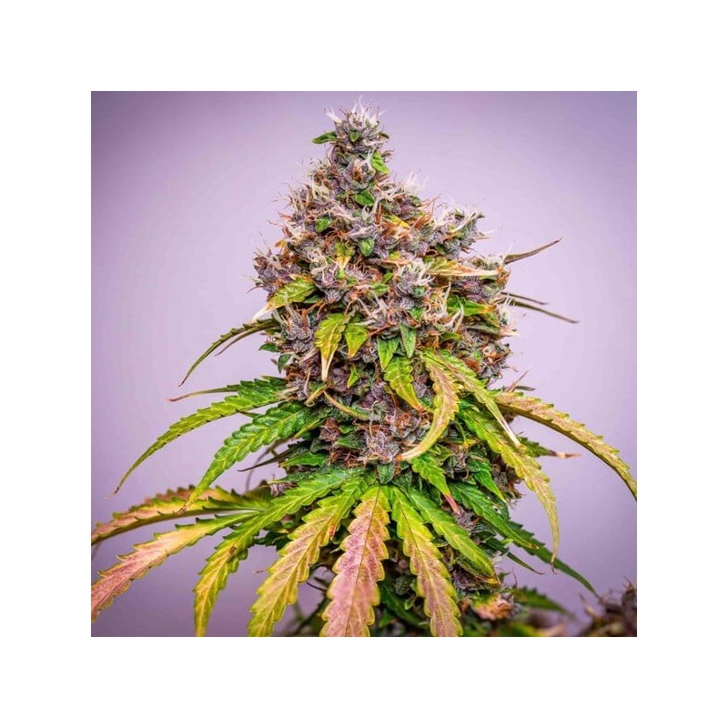 Watermelon Auto semi cannabis Royal Queen Seeds