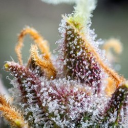 Watermelon Auto semi cannabis Royal Queen Seeds