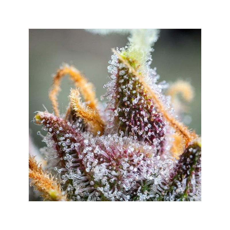 Watermelon Auto semi cannabis Royal Queen Seeds