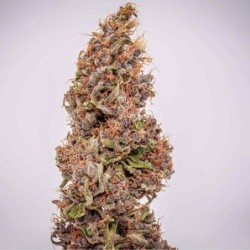 Watermelon Auto semi cannabis Royal Queen Seeds