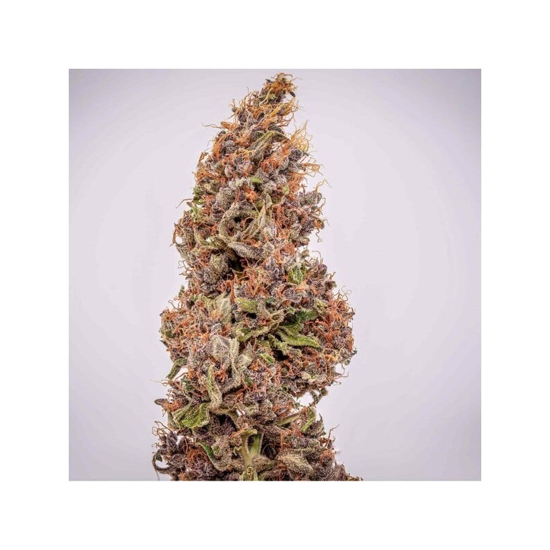 Watermelon Auto semi cannabis Royal Queen Seeds