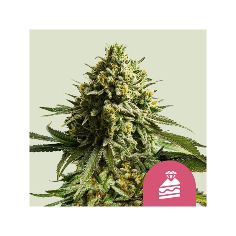 Wedding Cake semi cannabis Royal Queen Seeds