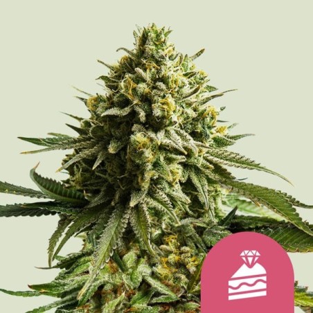 Wedding Cake semi cannabis Royal Queen Seeds