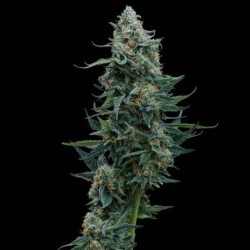Wedding Cake semi cannabis Royal Queen Seeds