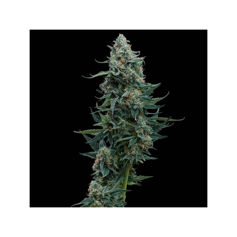 Wedding Cake semi cannabis Royal Queen Seeds