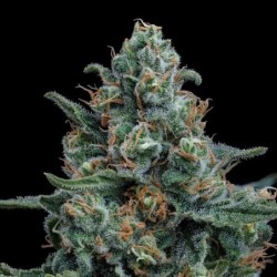 Wedding Cake semi cannabis Royal Queen Seeds
