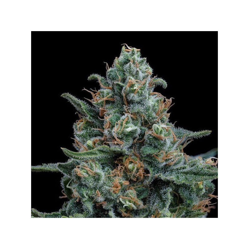 Wedding Cake semi cannabis Royal Queen Seeds