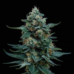 Wedding Cake semi cannabis Royal Queen Seeds