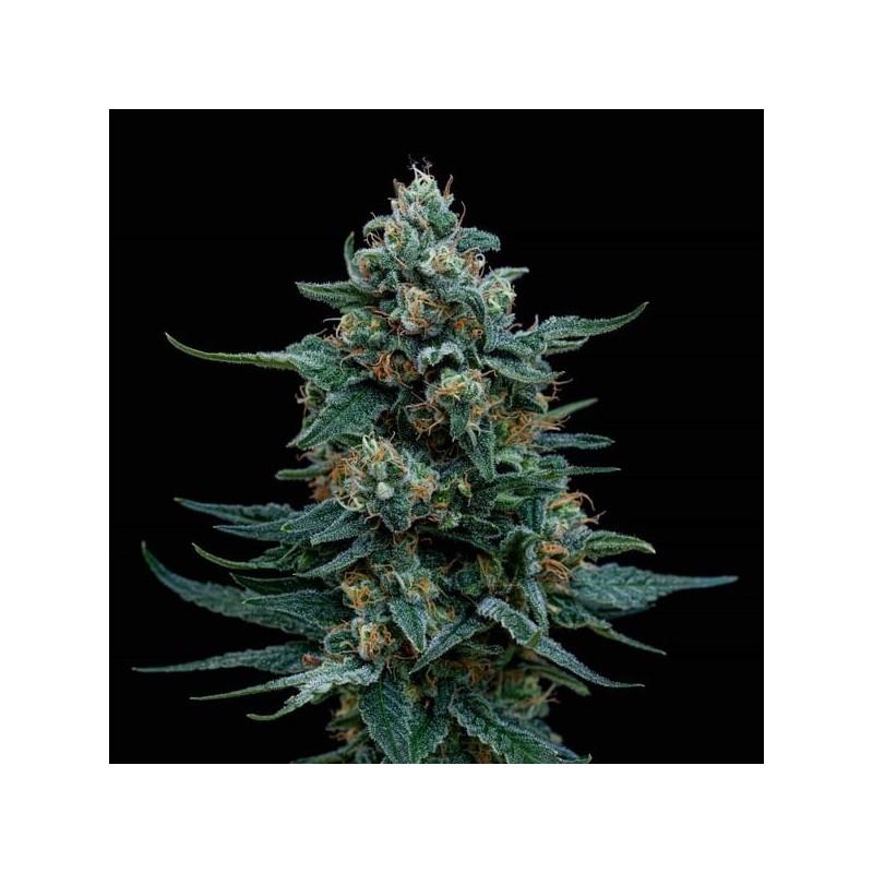 Wedding Cake semi cannabis Royal Queen Seeds